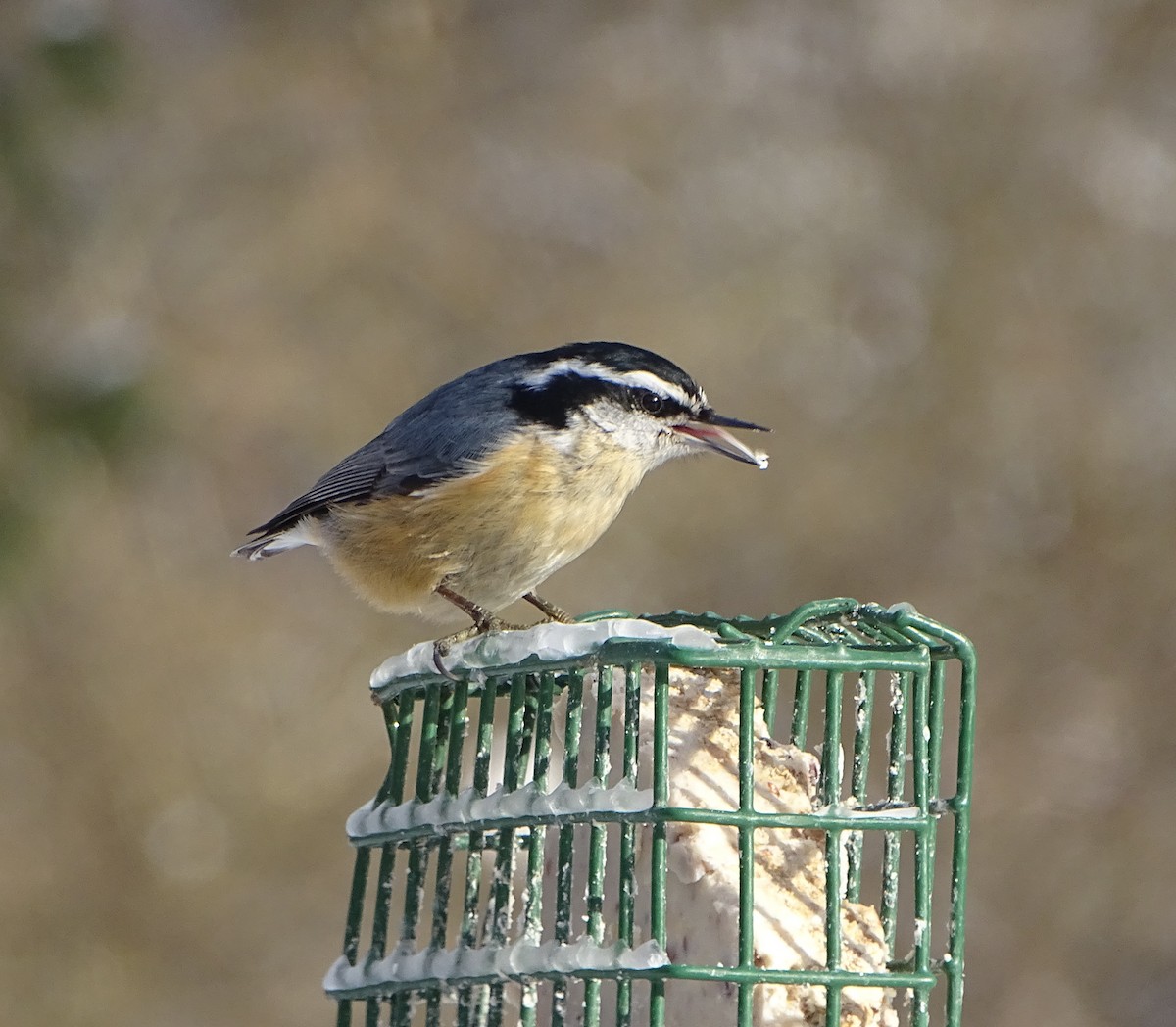 Red-breasted Nuthatch - ML413490861