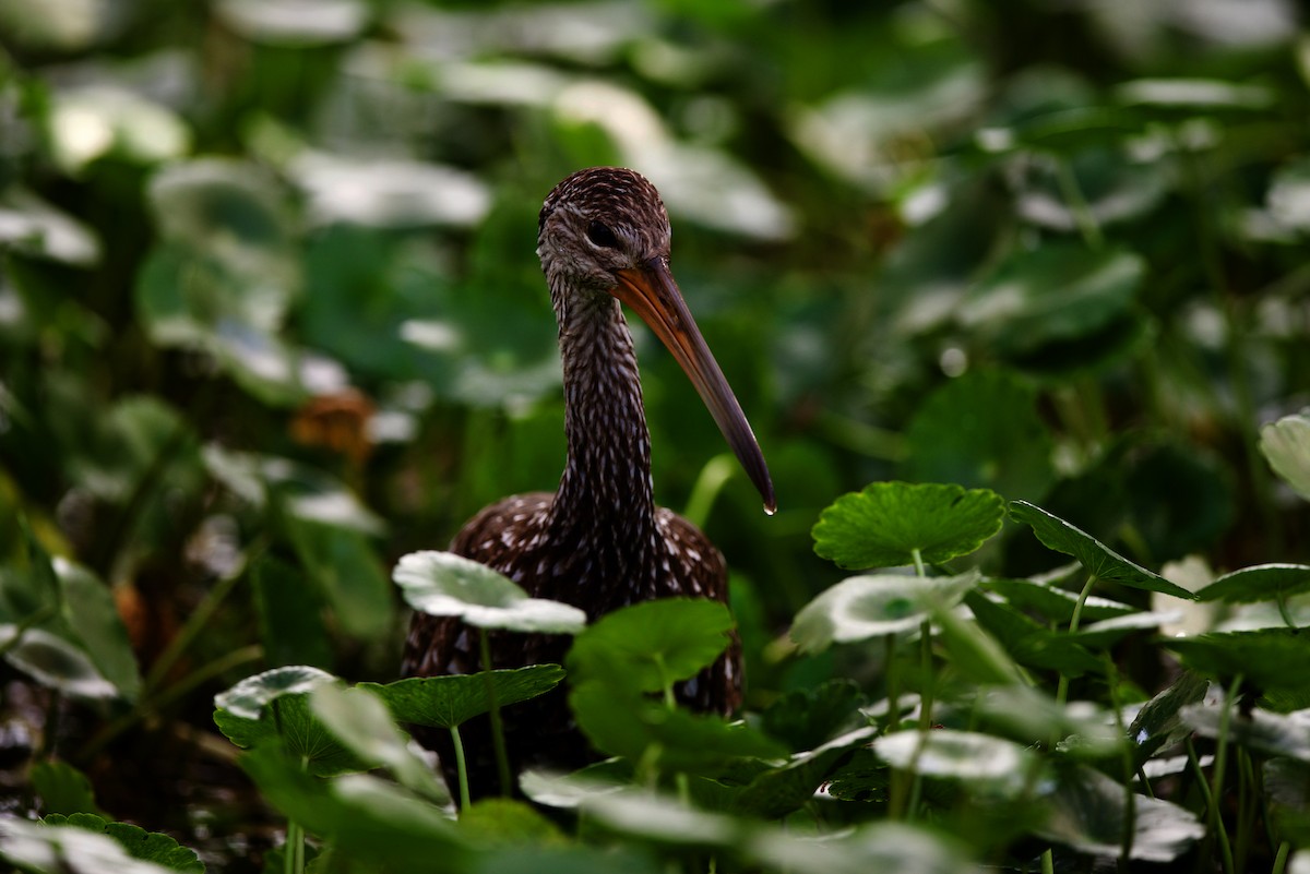 Limpkin - Jamie Baker