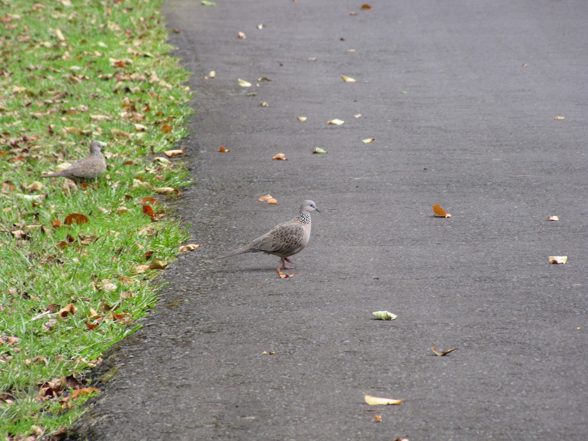 Spotted Dove - ML413491821