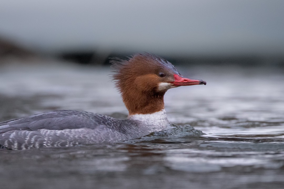 Common Merganser - Rain Saulnier