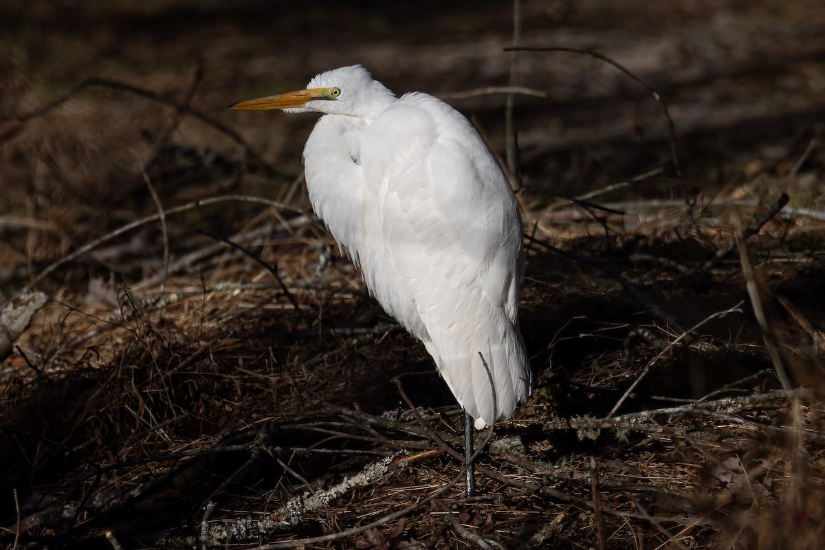 Great Egret - ML413494361