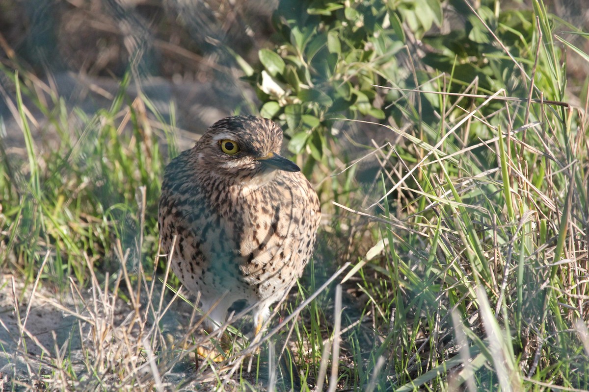 Spotted Thick-knee - Pawel Michalak