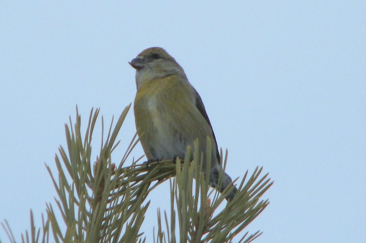 Red Crossbill - ML41349981