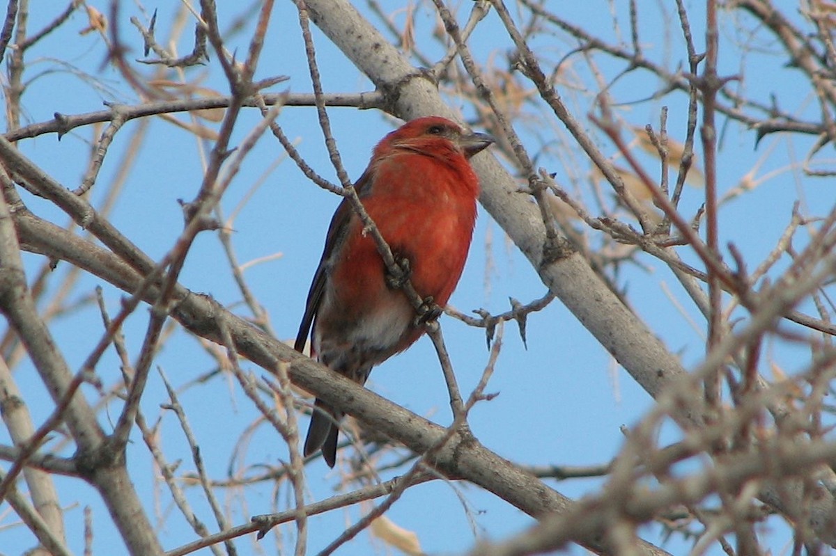 Red Crossbill - ML41349991