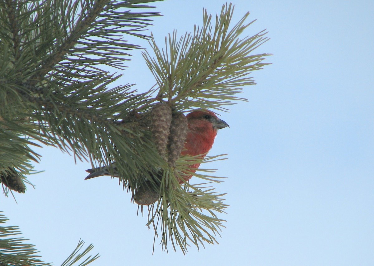 Red Crossbill - ML41350001