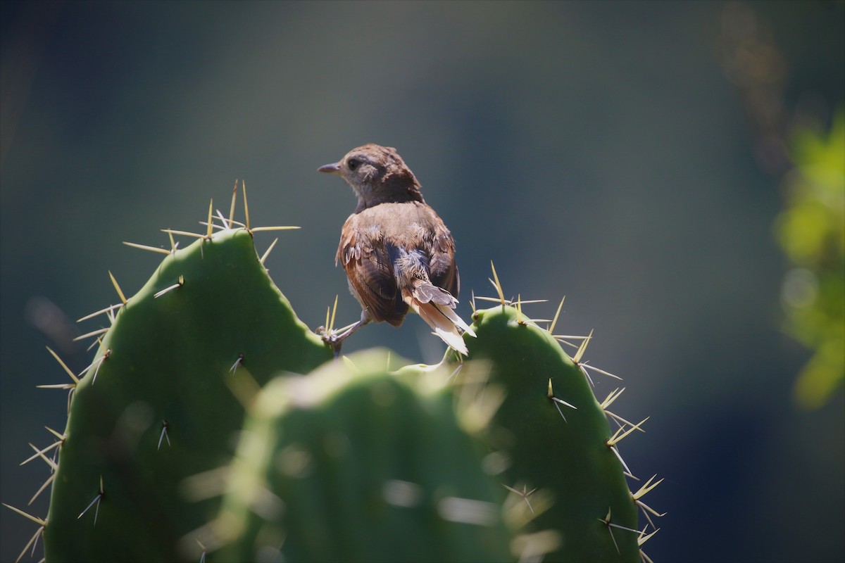 Pale-tailed Canastero (Pale-tailed) - ML413500611
