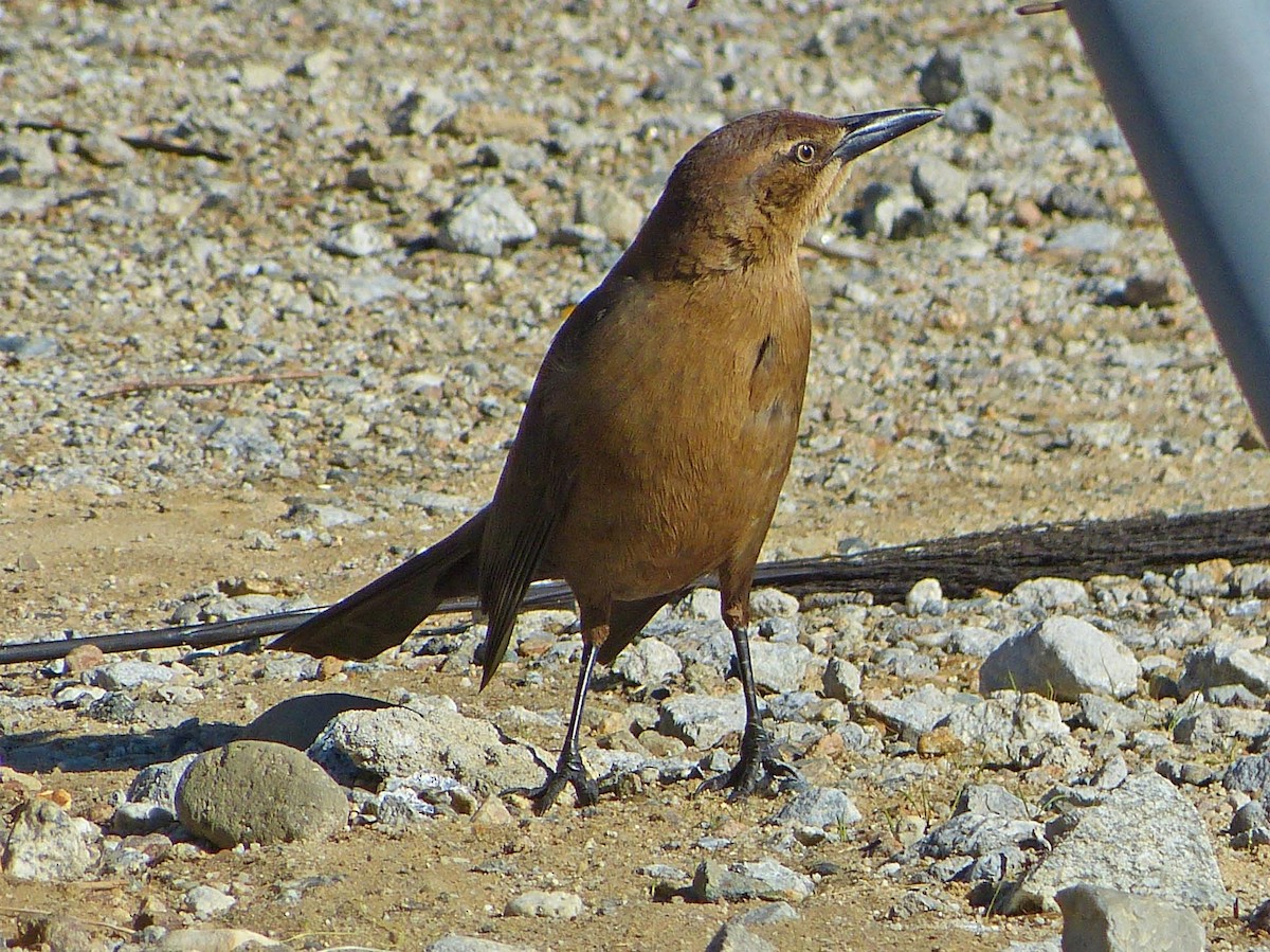 Great-tailed Grackle - ML41350241