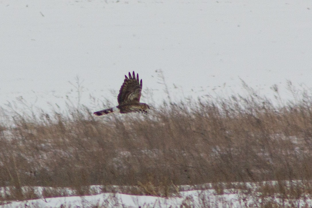 Hen Harrier - ML413504971