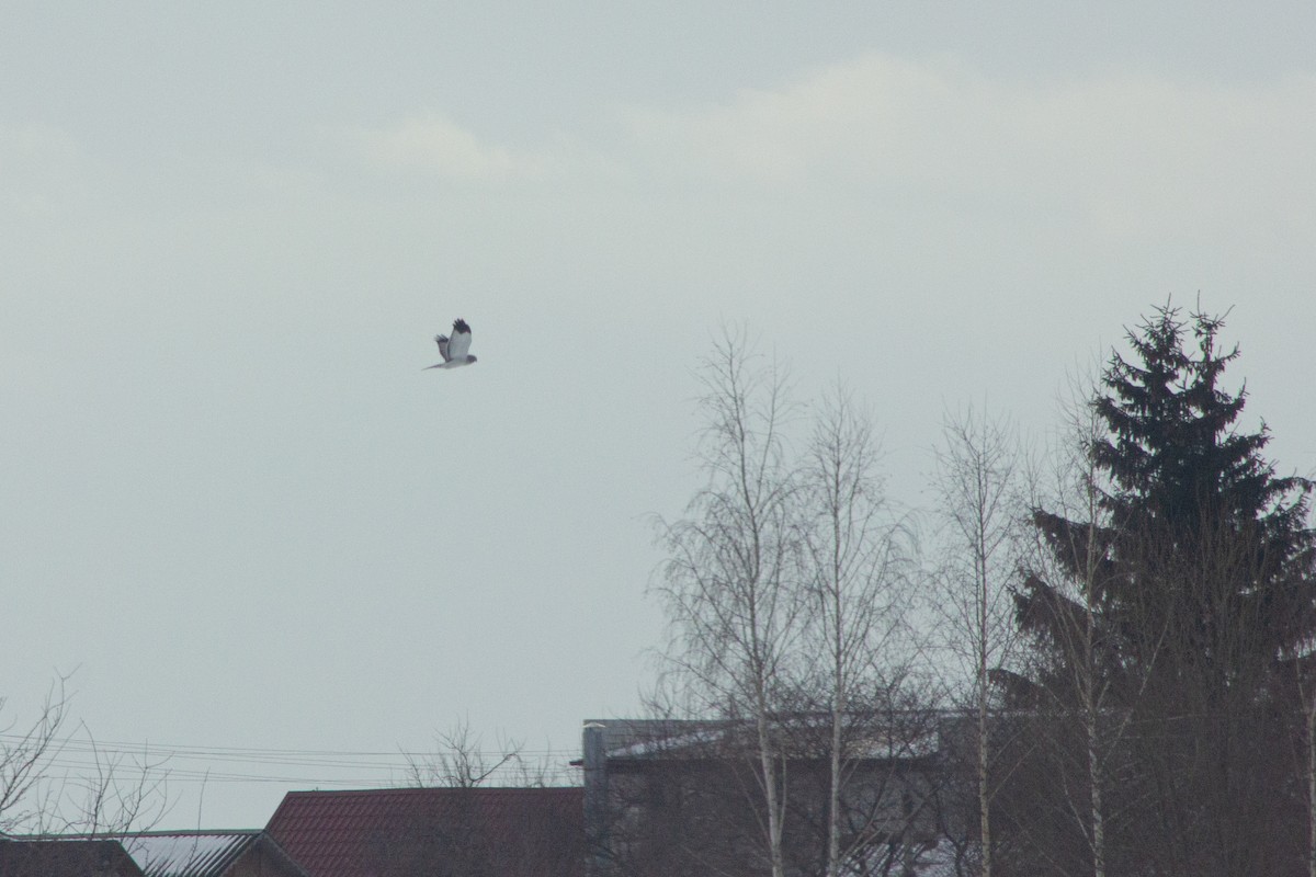 Hen Harrier - ML413505171