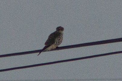 Merlin - ML413505221