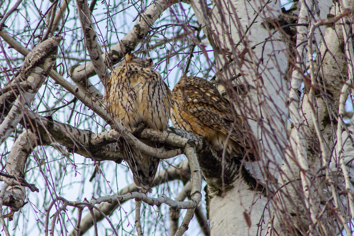 Long-eared Owl - ML413505541