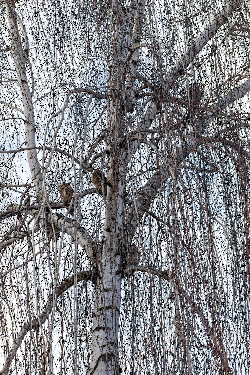 Long-eared Owl - ML413505971