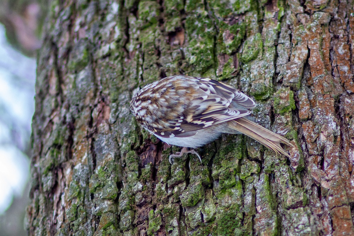Eurasian Treecreeper - ML413506131