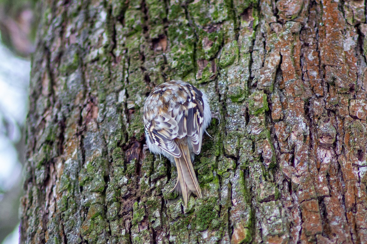Eurasian Treecreeper - ML413506141