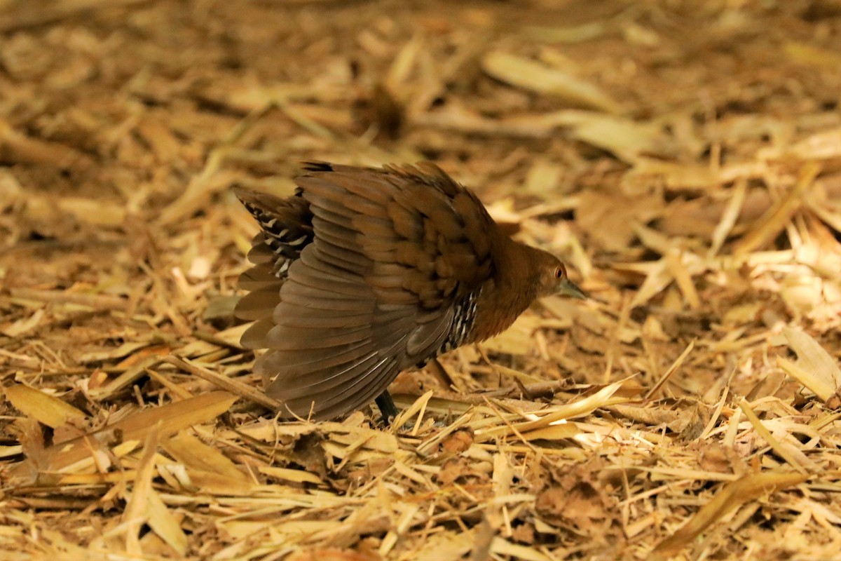 Slaty-legged Crake - ML413506391