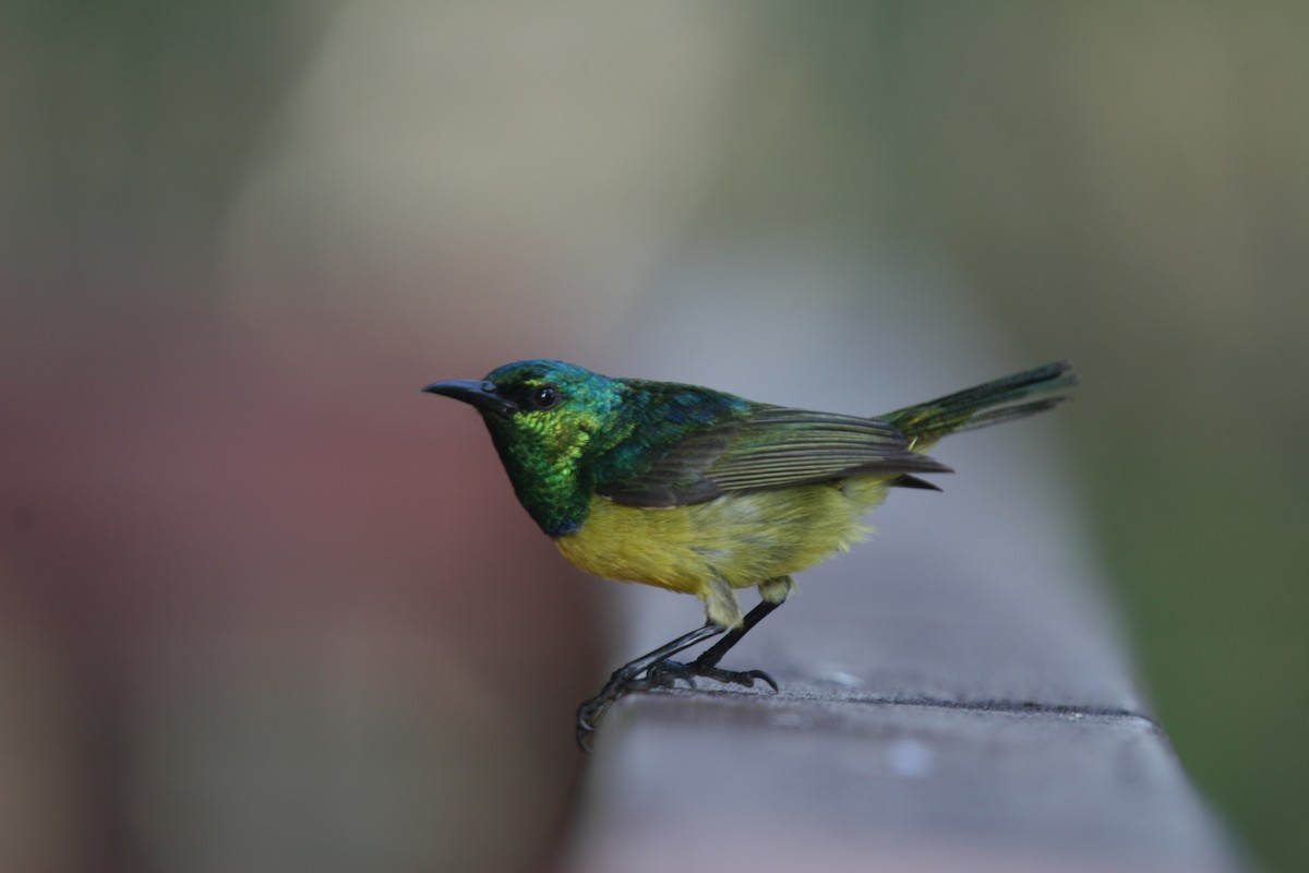 Collared Sunbird - ML413506521