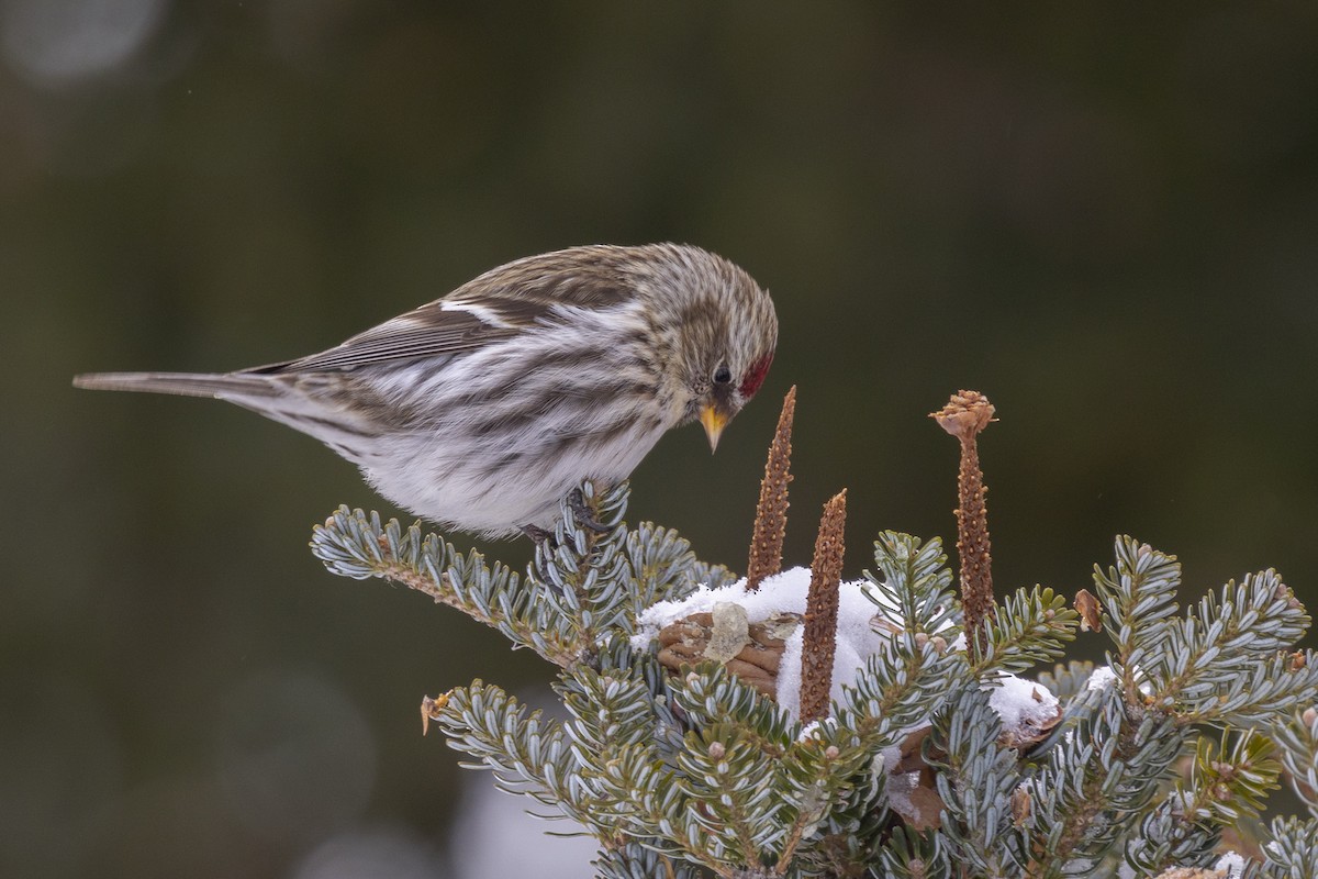 Redpoll (Common) - Maurice Pitre
