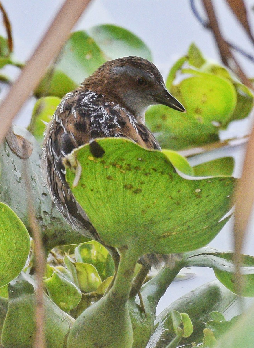 Baillon's Crake - ML413507541