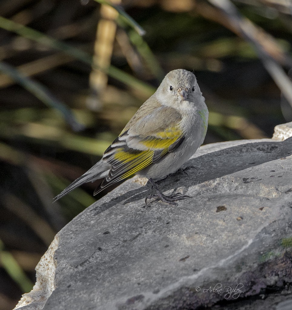 Lawrence's Goldfinch - Arlene Ripley
