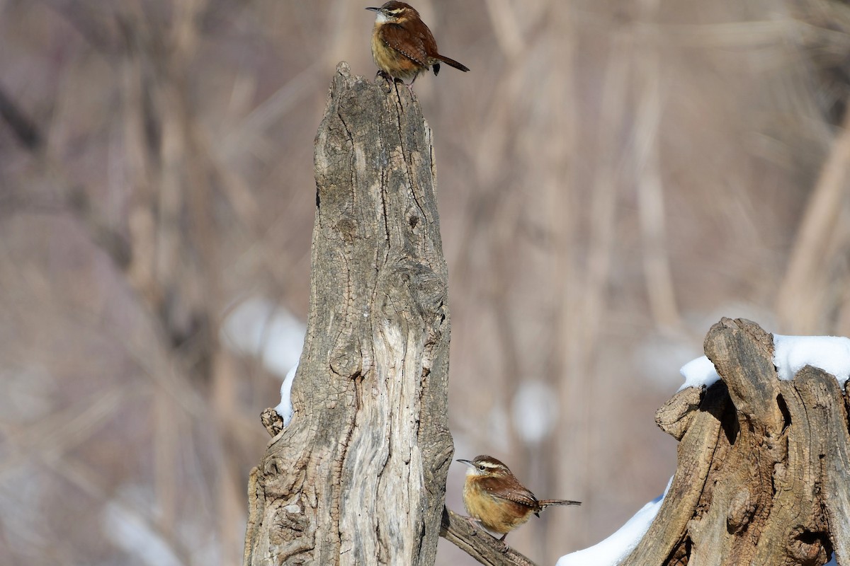 Carolina Wren - Winston Poon