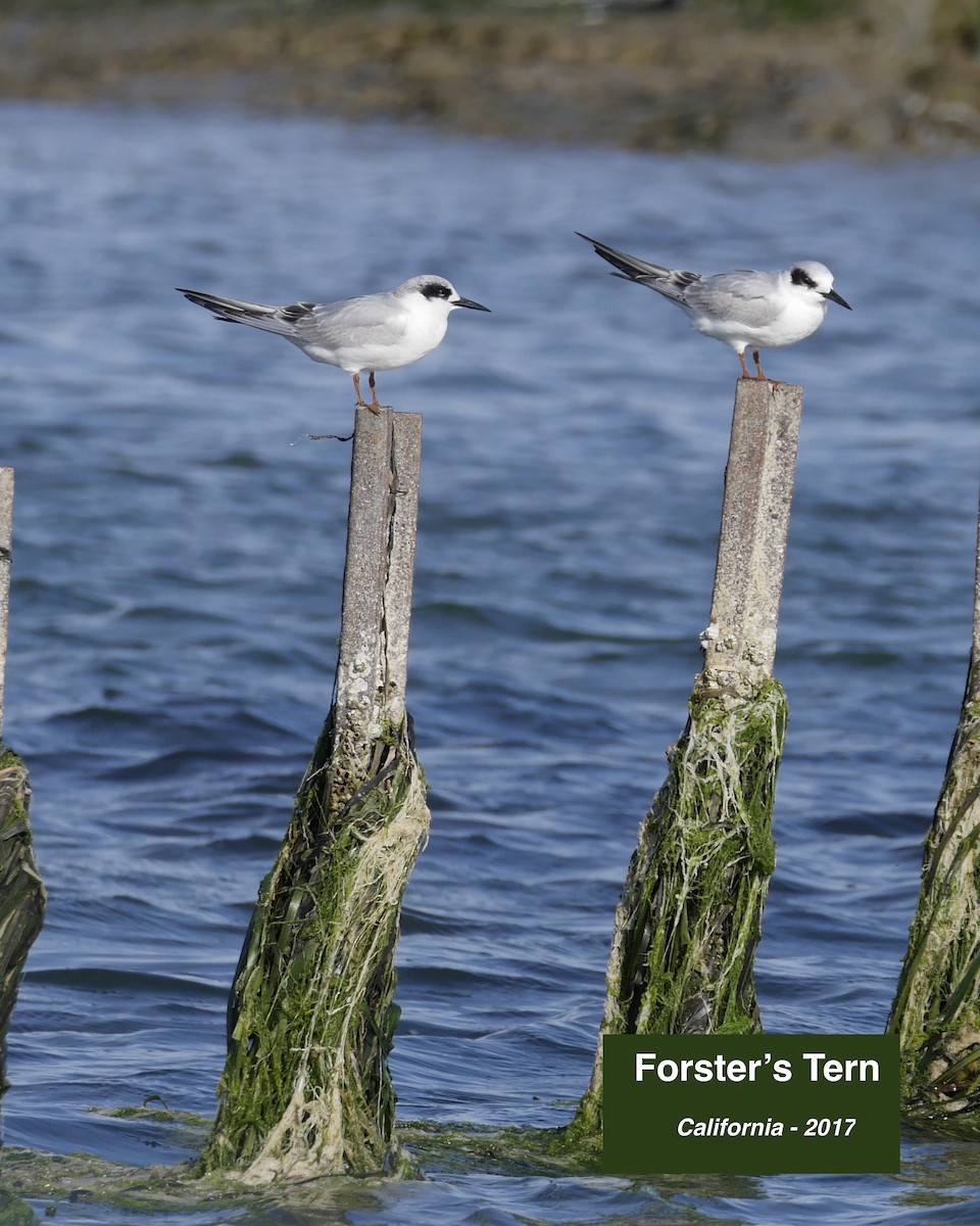 Forster's Tern - donald smith