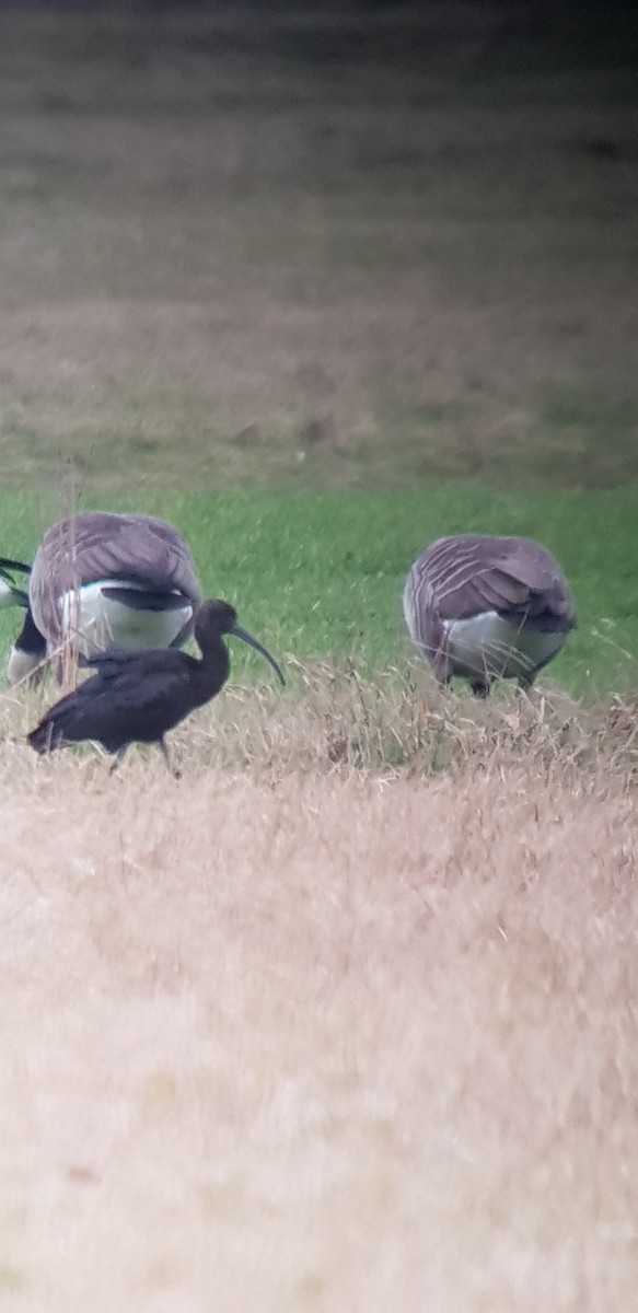 Glossy Ibis - ML413511051