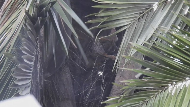 Koepcke's Screech-Owl - ML413512021