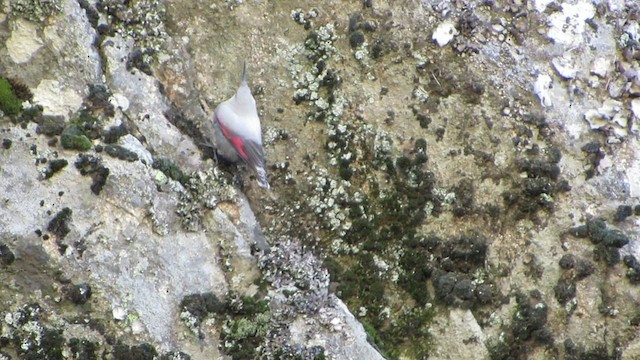 Wallcreeper - ML413512741