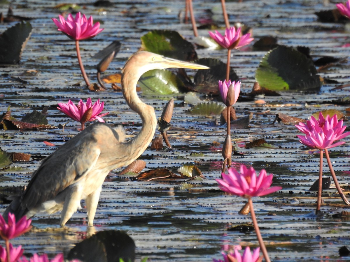 Purple Heron - ML413512871