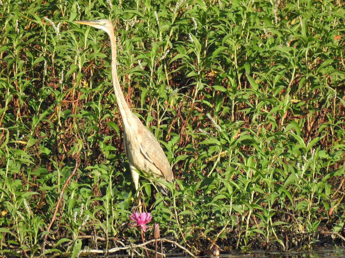 Purple Heron - ML413512881