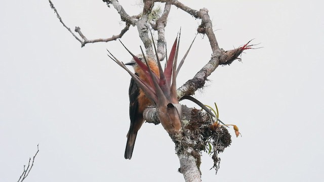 Cliff Flycatcher - ML413513571