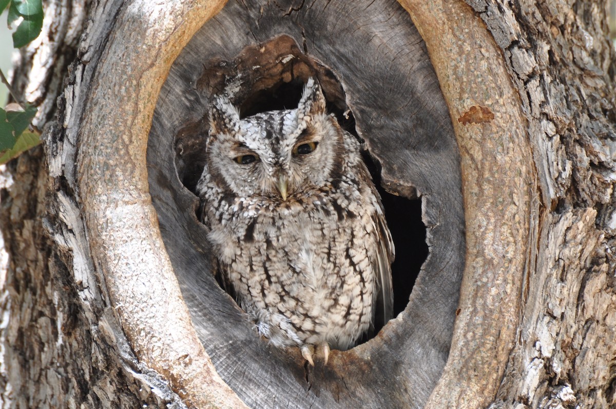 Whiskered Screech-Owl - ML41351371