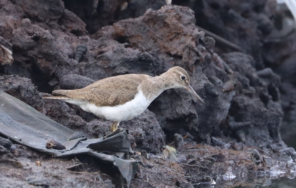 Common Sandpiper - ML413513941