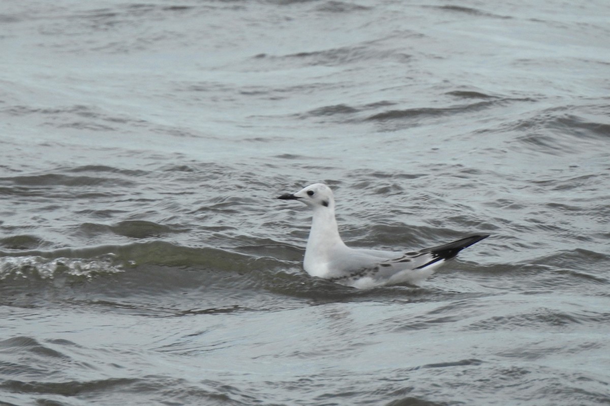 Mouette de Bonaparte - ML413514271