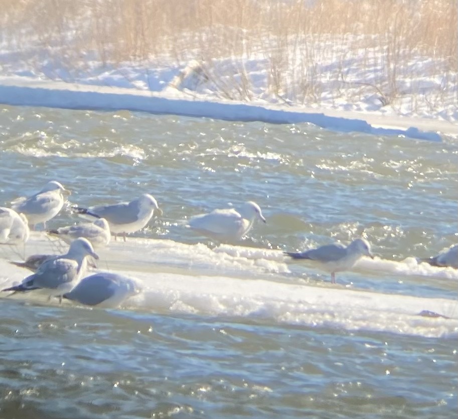 Glaucous Gull - ML413514781