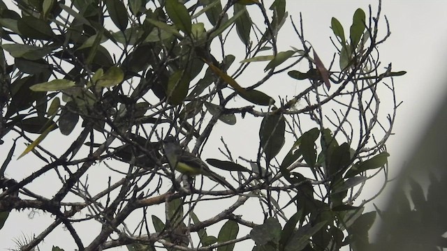 Pale-edged Flycatcher - ML413515111