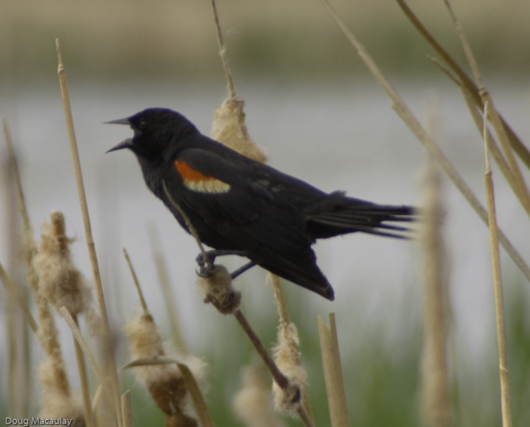 Red-winged Blackbird - ML41351551