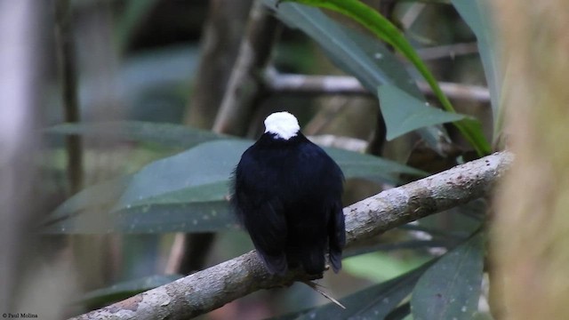 White-crowned Manakin - ML413516291