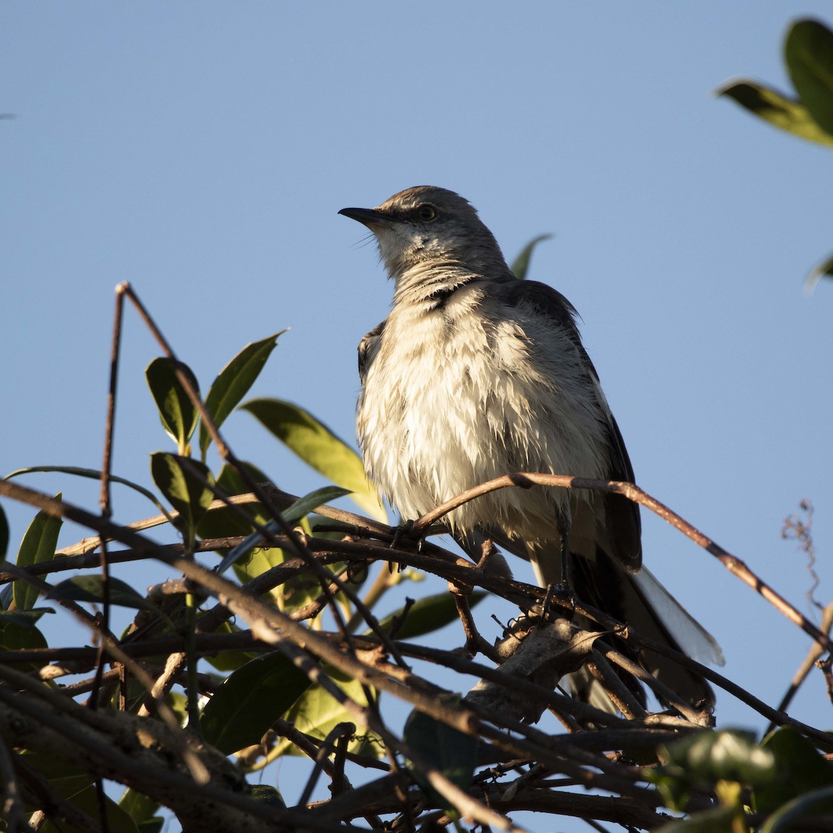 Northern Mockingbird - Andres Leon-Reyes