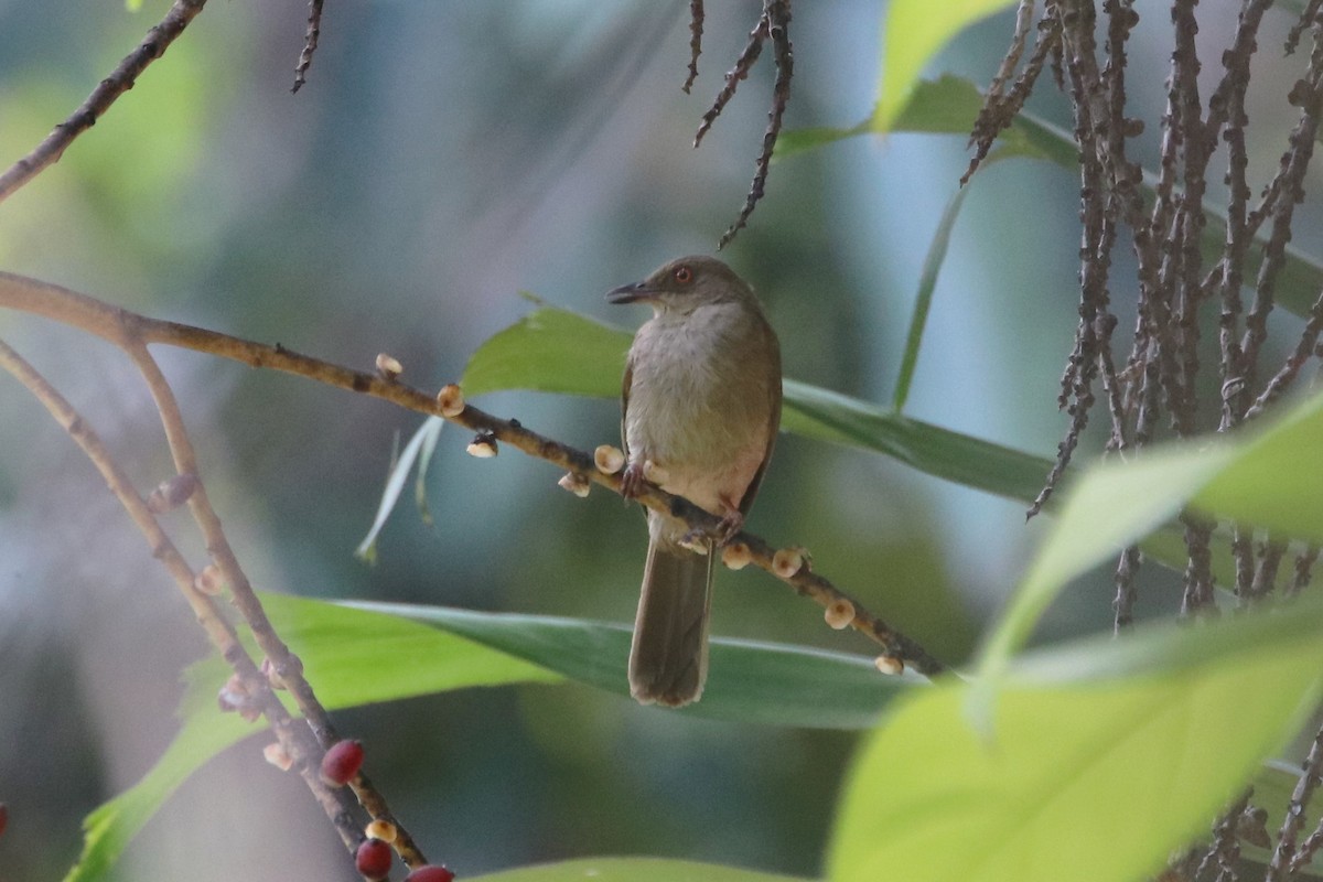 Red-eyed Bulbul - ML413517031