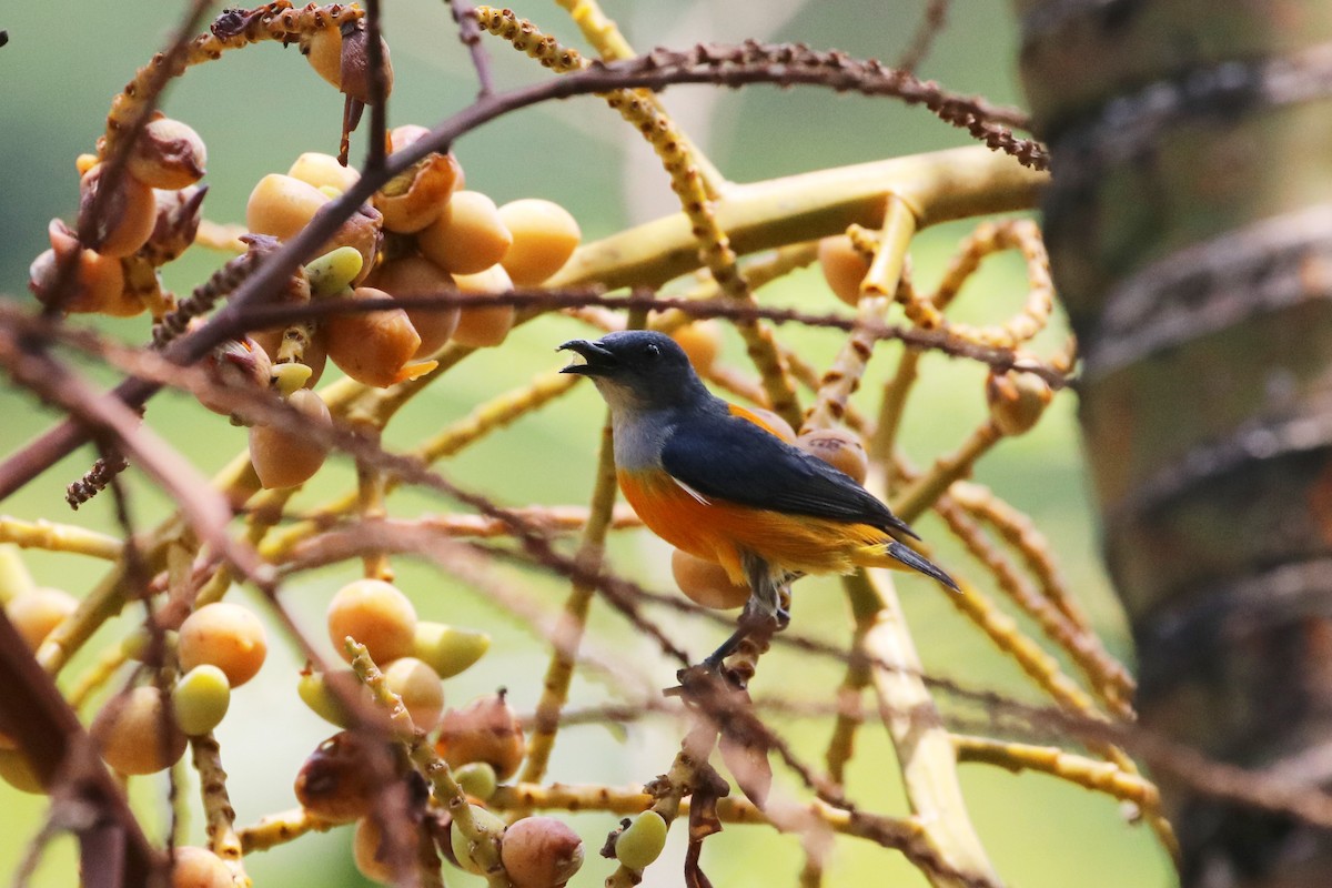 Orange-bellied Flowerpecker - Ken McKenna