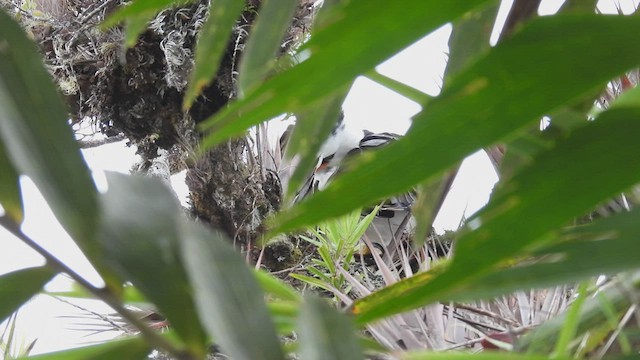 Águila Blanquinegra - ML413517911