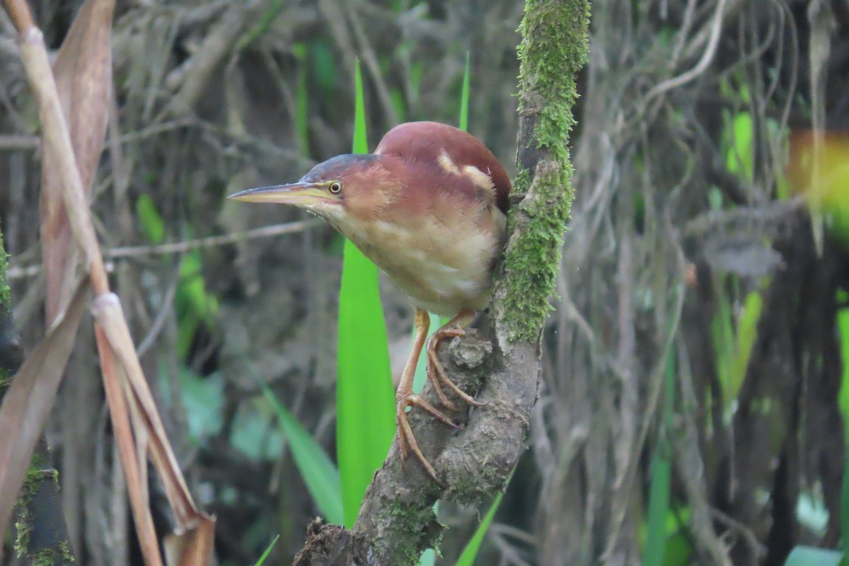 Least Bittern - ML413517921