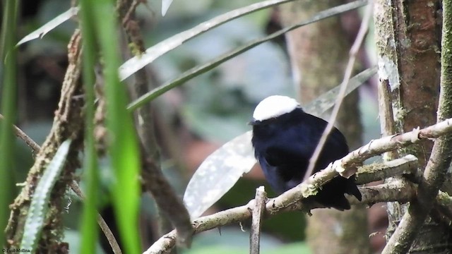 White-crowned Manakin - ML413519151