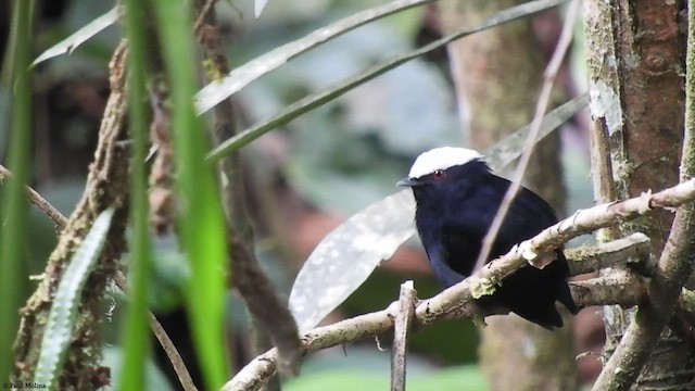 White-crowned Manakin - ML413519161