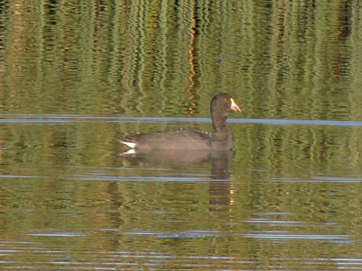 Foulque leucoptère - ML413520591