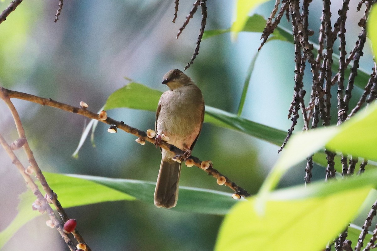 Bulbul aux yeux rouges - ML413521971