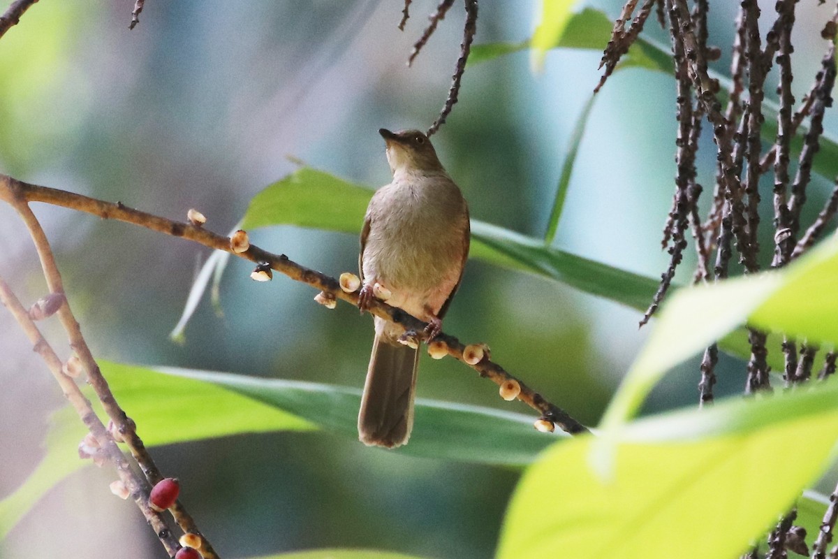 Bulbul aux yeux rouges - ML413521981