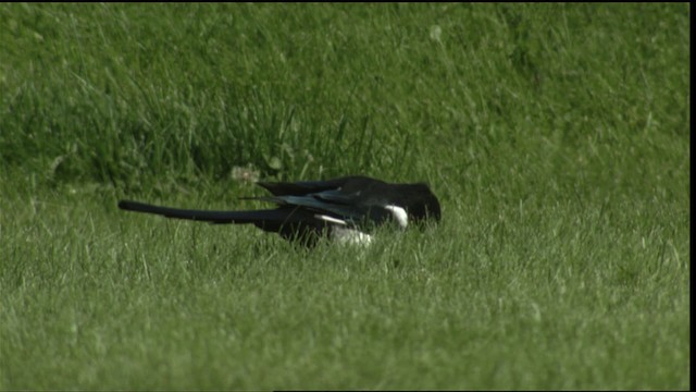 Black-billed Magpie - ML413522