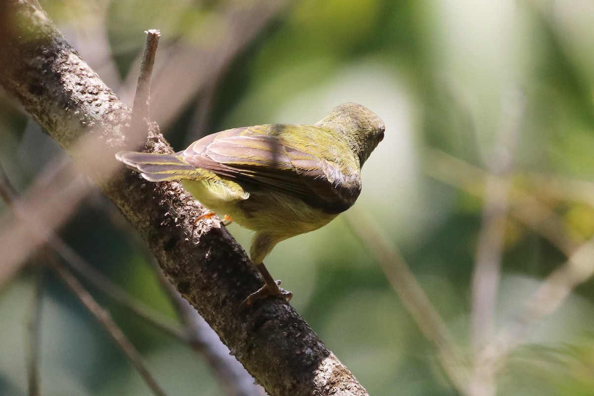 Brown-throated Sunbird - ML413522551